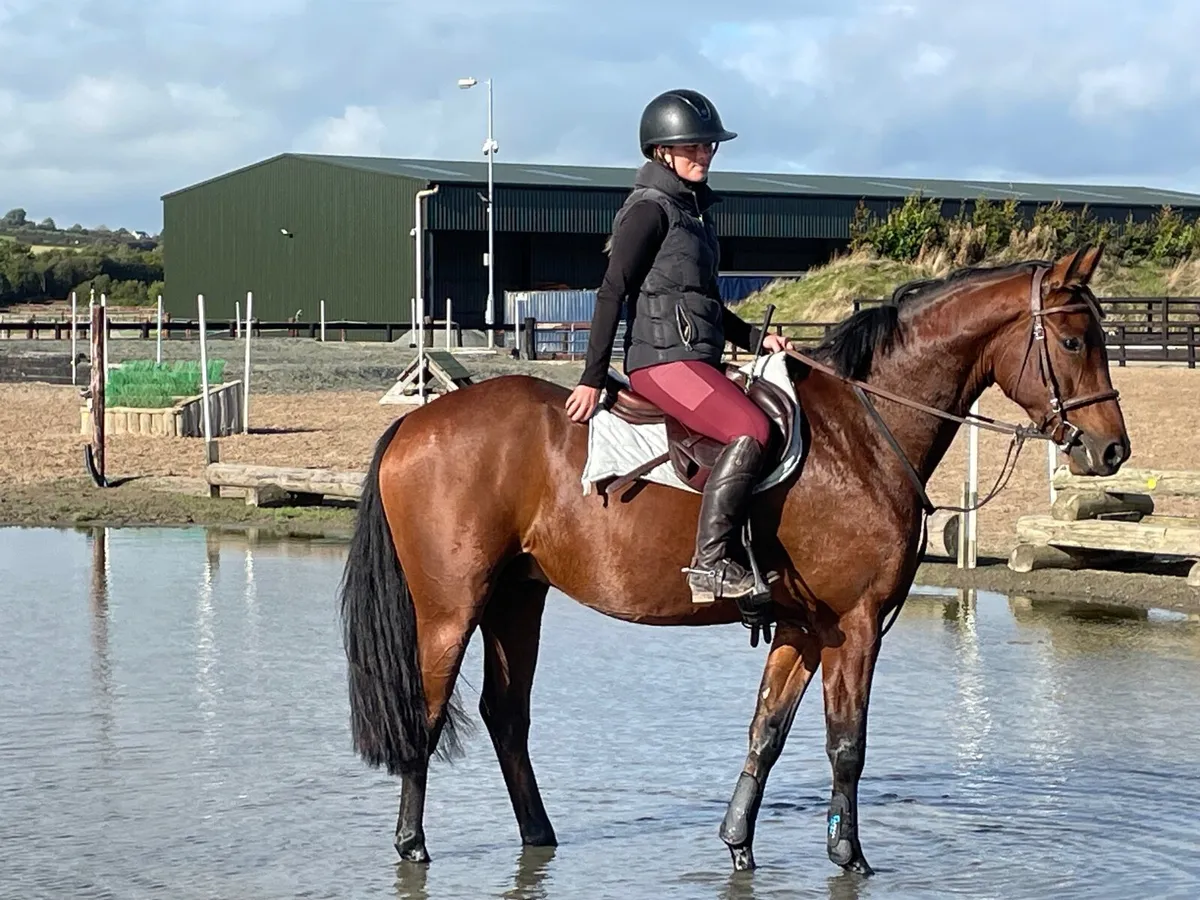 Junior - Amatuer Eventer . Super   Temperament - Image 1