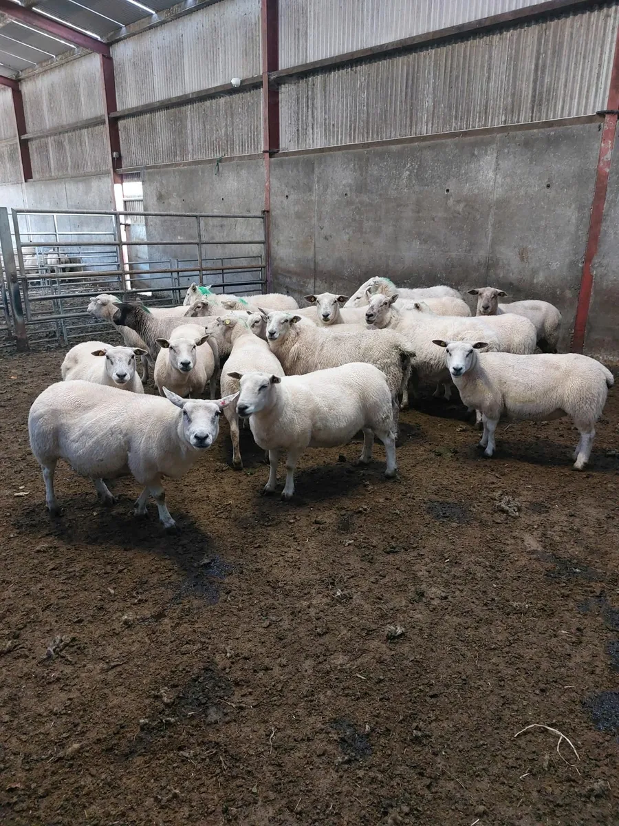 Breeding ewes - Image 1