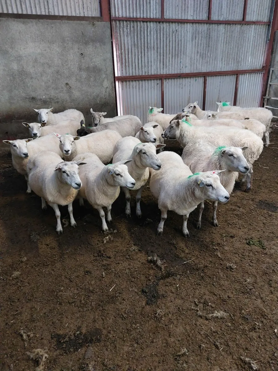 Breeding ewes - Image 2