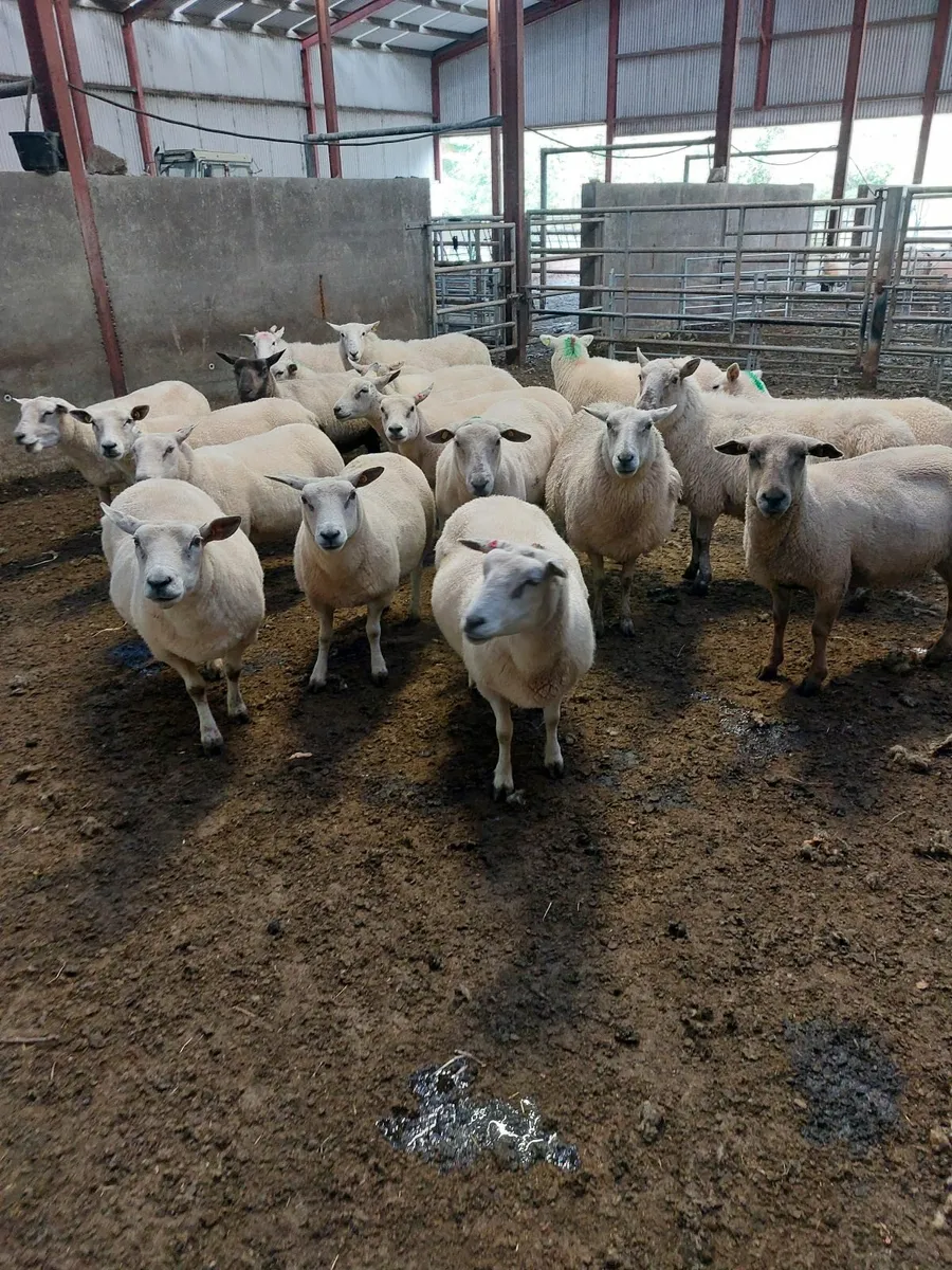 Breeding ewes - Image 3