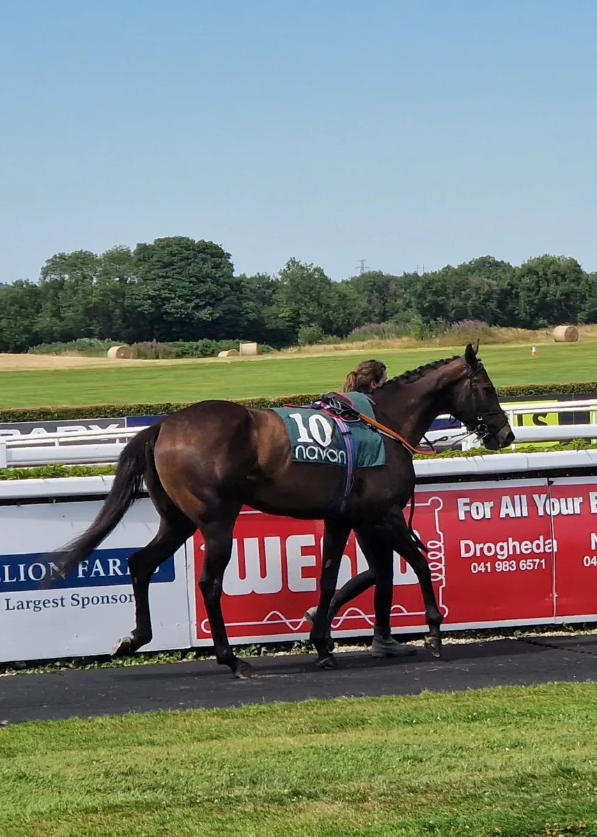 Thoroughbred filly 4 year old - Image 3
