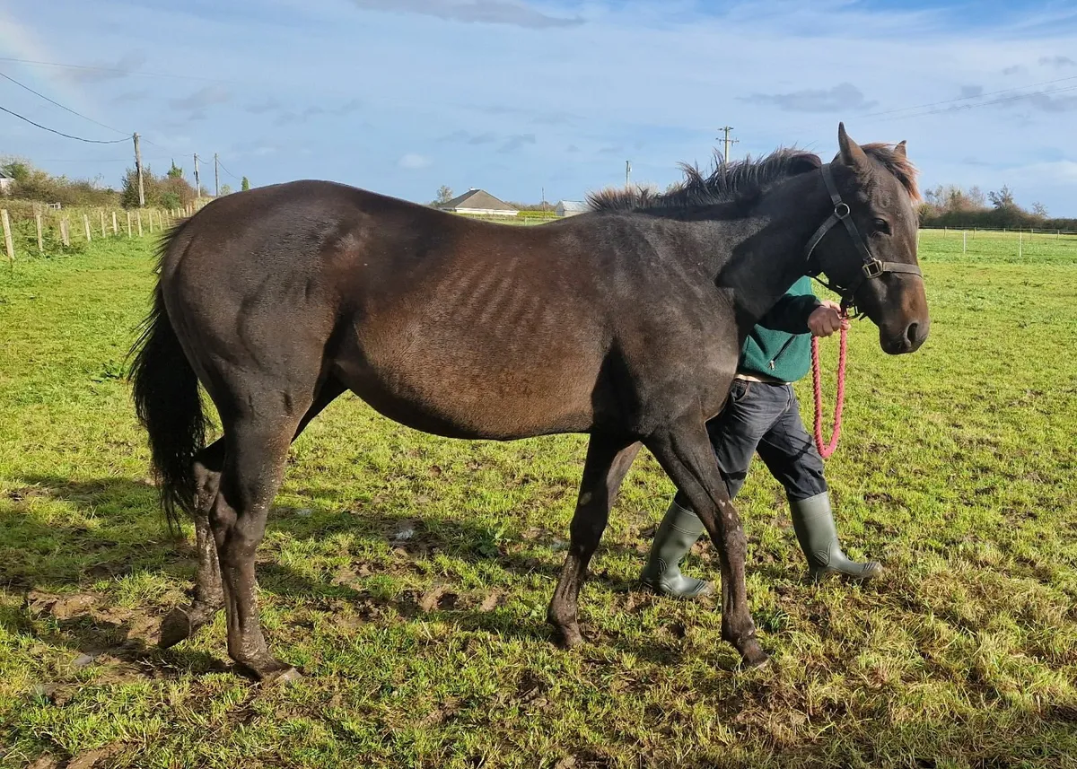 Thoroughbred filly 4 year old - Image 4
