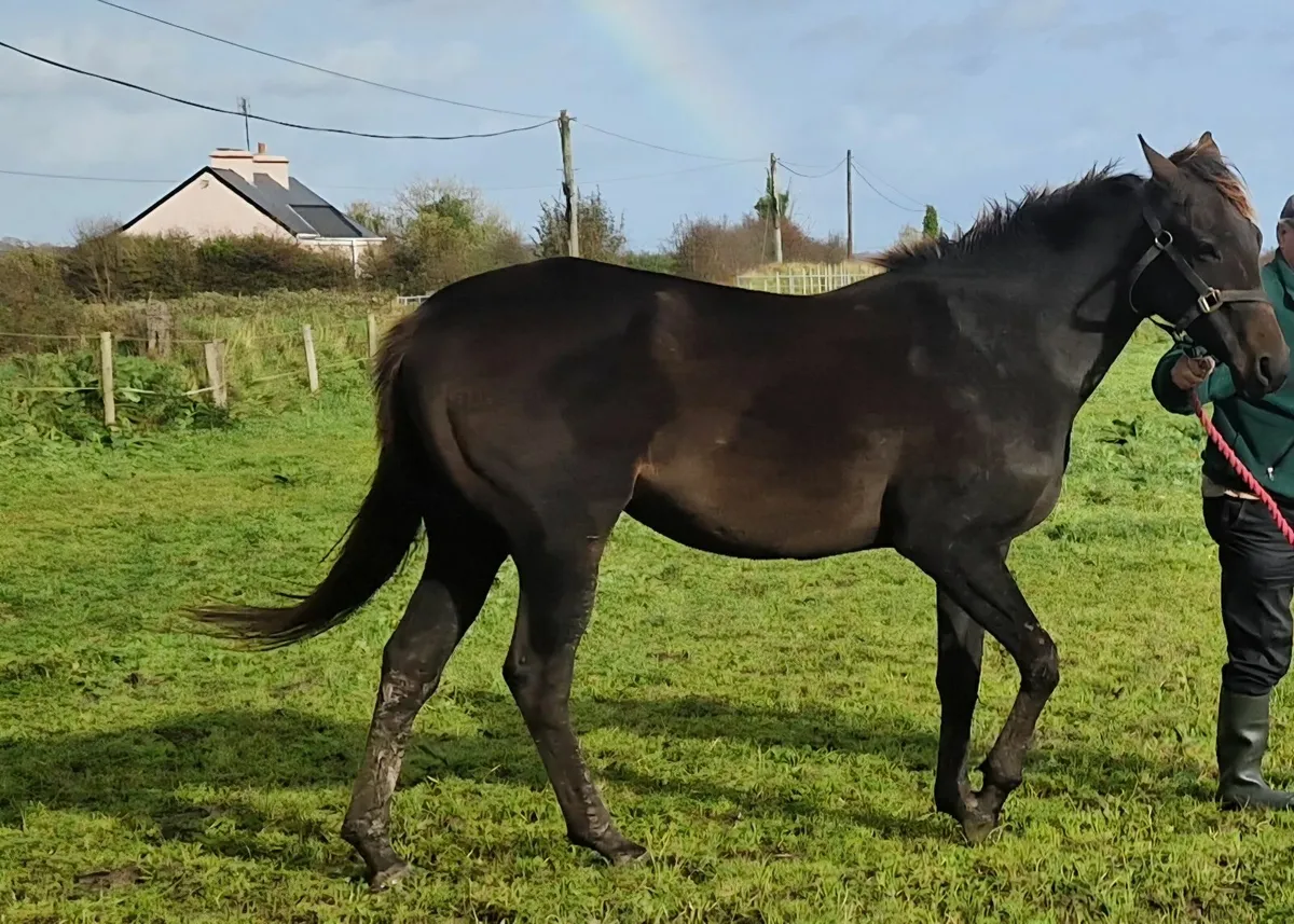 Thoroughbred filly 4 year old - Image 1