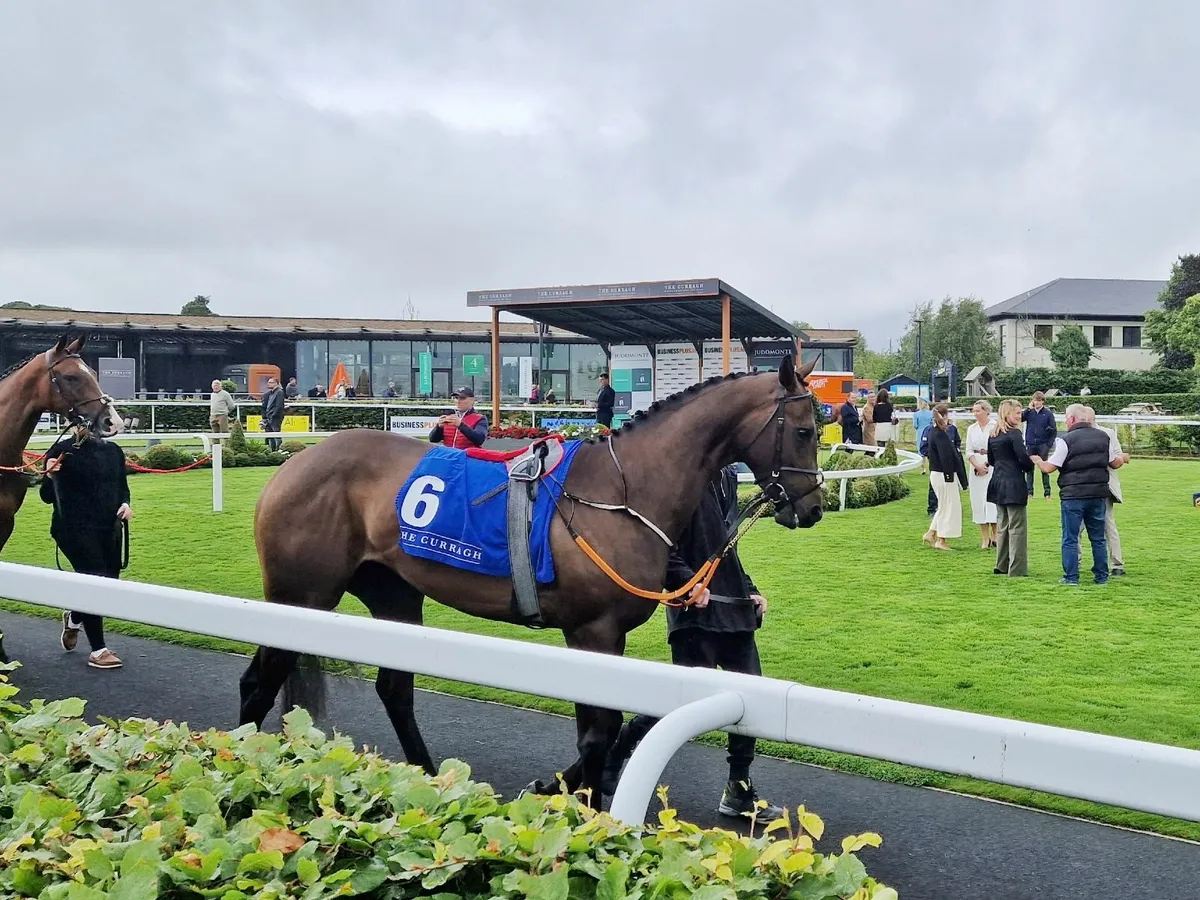Thoroughbred filly 4 year old - Image 2