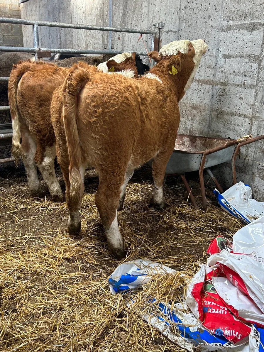 2 PB SI 5⭐️ heifers - Image 1