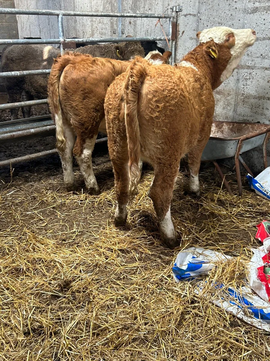 2 PB SI 5⭐️ heifers - Image 2