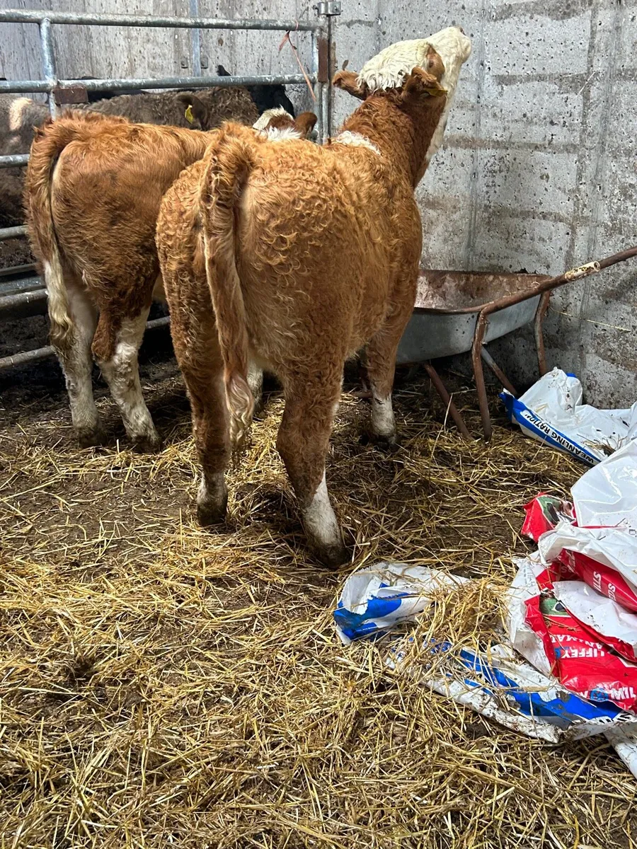 2 PB SI 5⭐️ heifers - Image 3