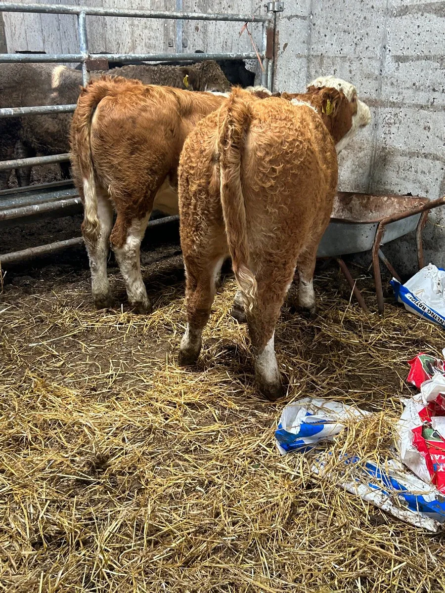 2 PB SI 5⭐️ heifers - Image 4