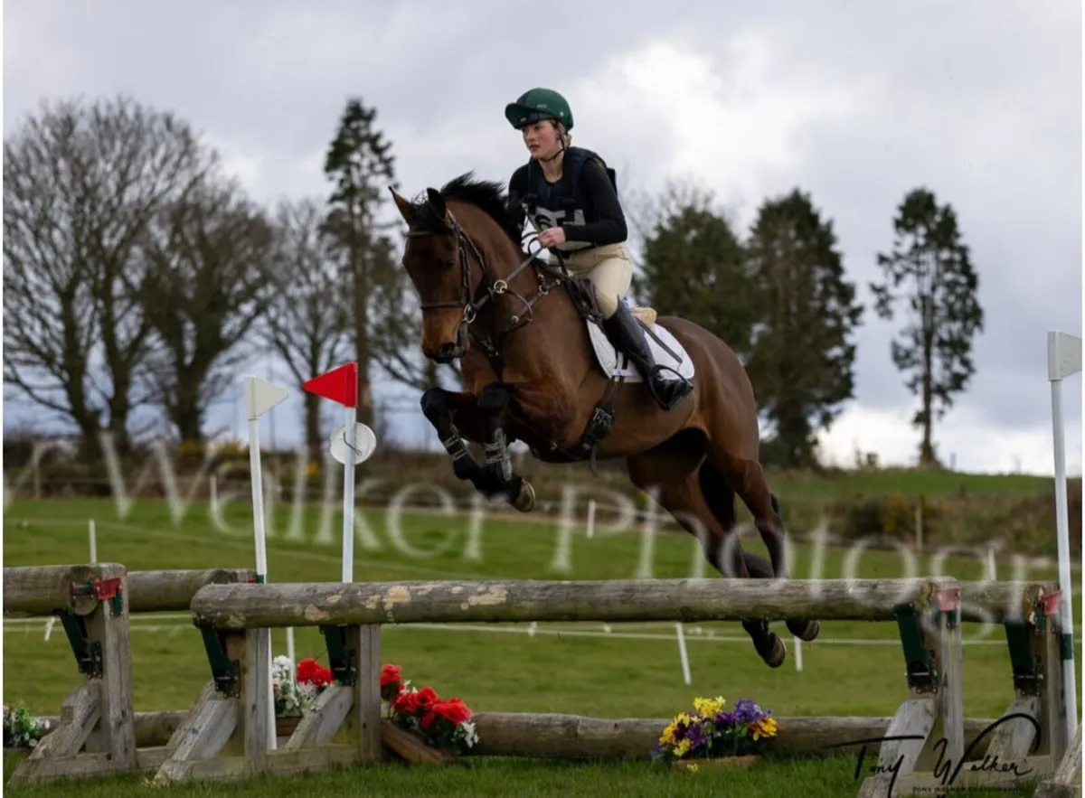 Junior - Amatuer Eventer . Super   Temperament - Image 3