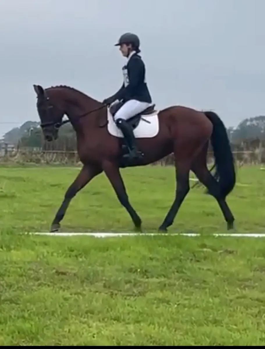 Junior - Amatuer Eventer . Super   Temperament - Image 4