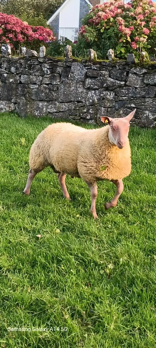 🌟 PB Rouge Ram Lamb 🌟 - Image 1