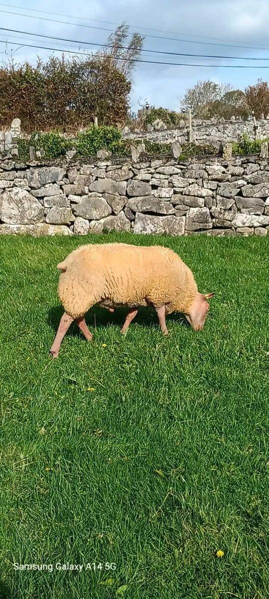 🌟 PB Rouge Ram Lamb 🌟 - Image 2