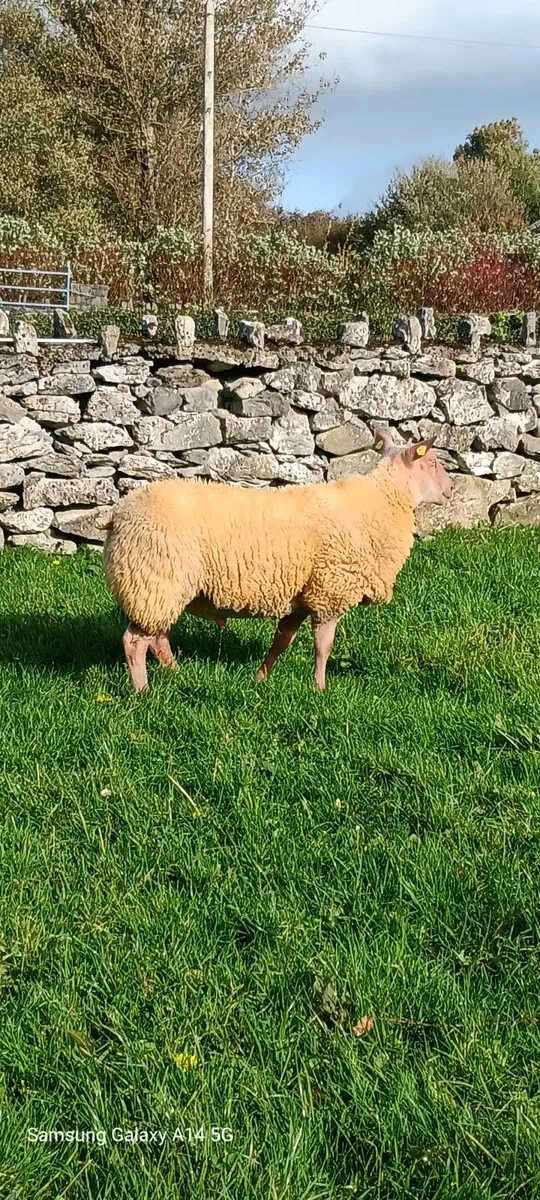 🌟 PB Rouge Ram Lamb 🌟 - Image 4