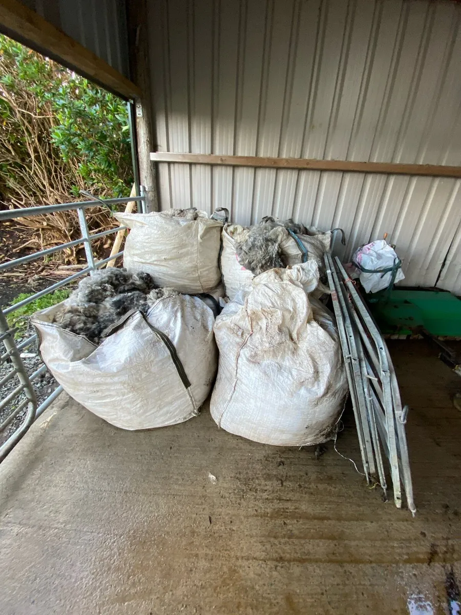 Mayo sheep wool