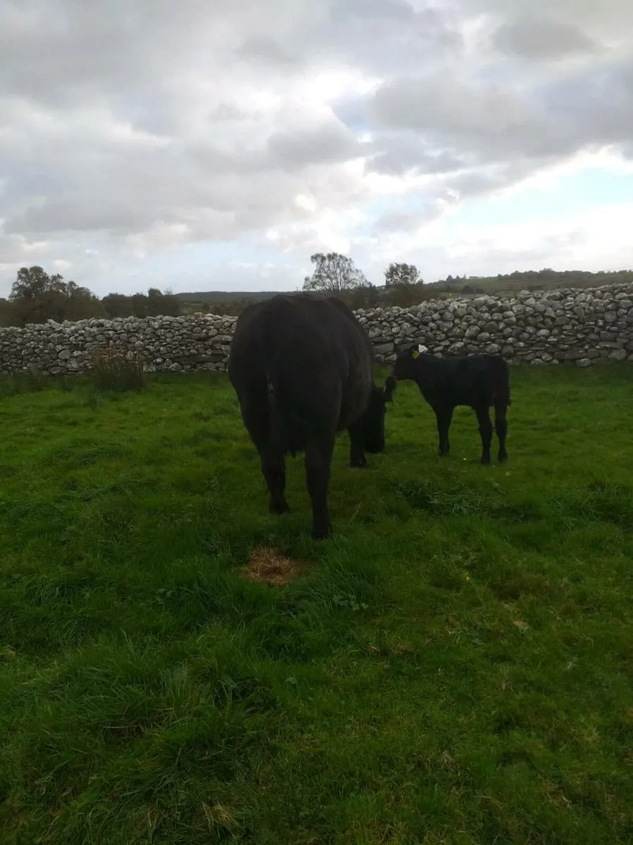 PBR ANGUS  COW  and Calf - Image 1