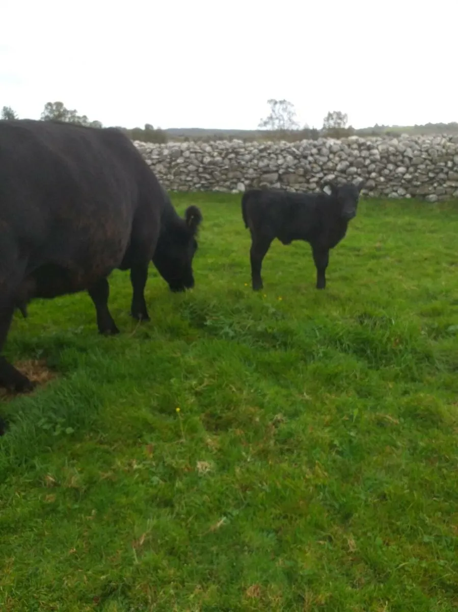 PBR ANGUS  COW  and Calf - Image 2