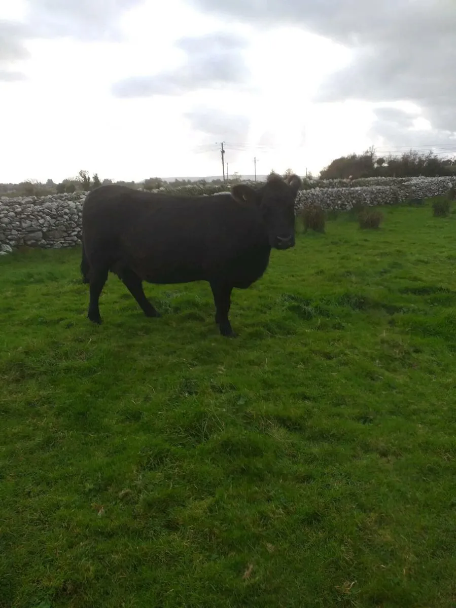 PBR ANGUS  COW  and Calf - Image 3