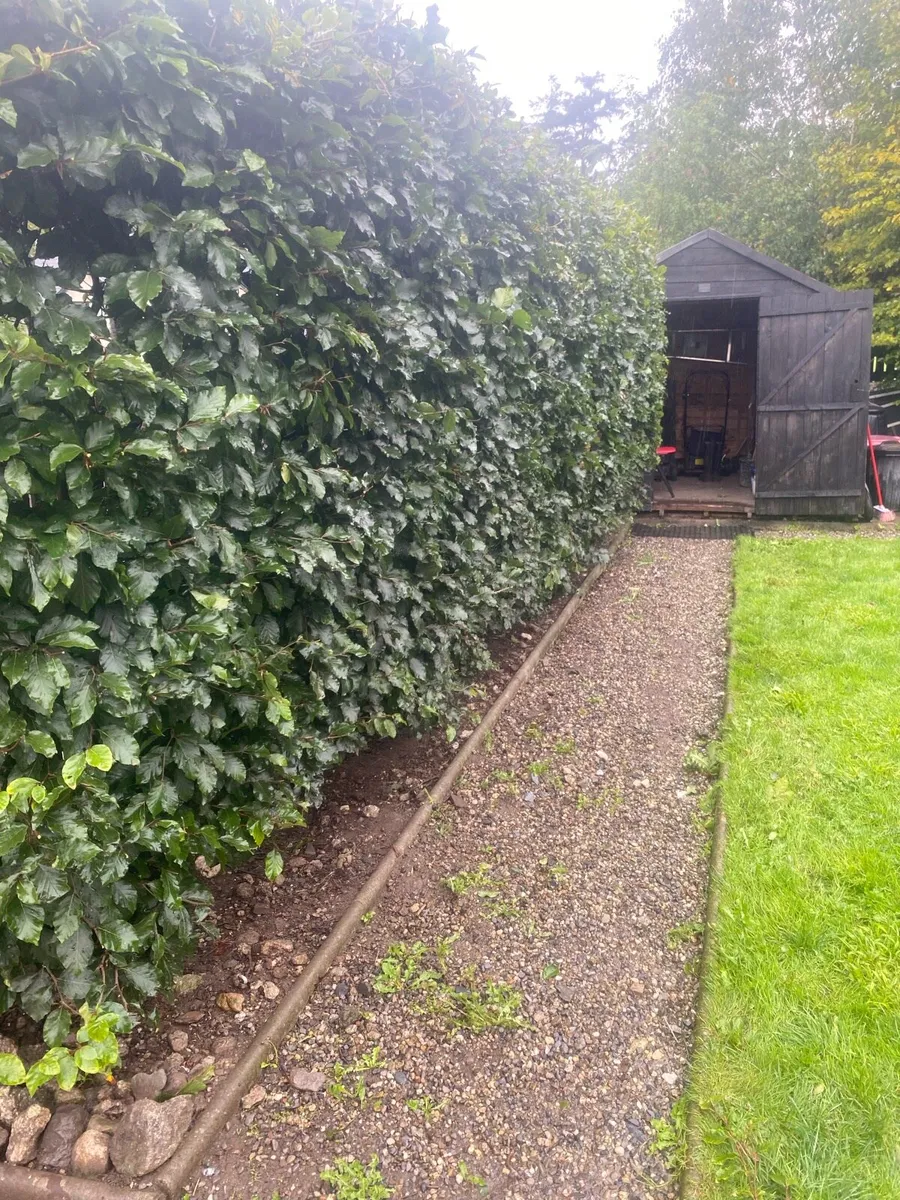 Hedge cutting services - Image 4