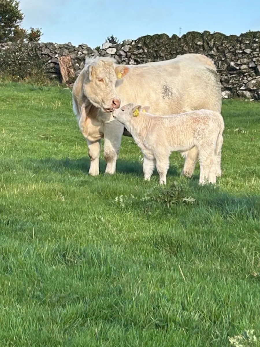 Pedigree Charolais outfit - Image 2