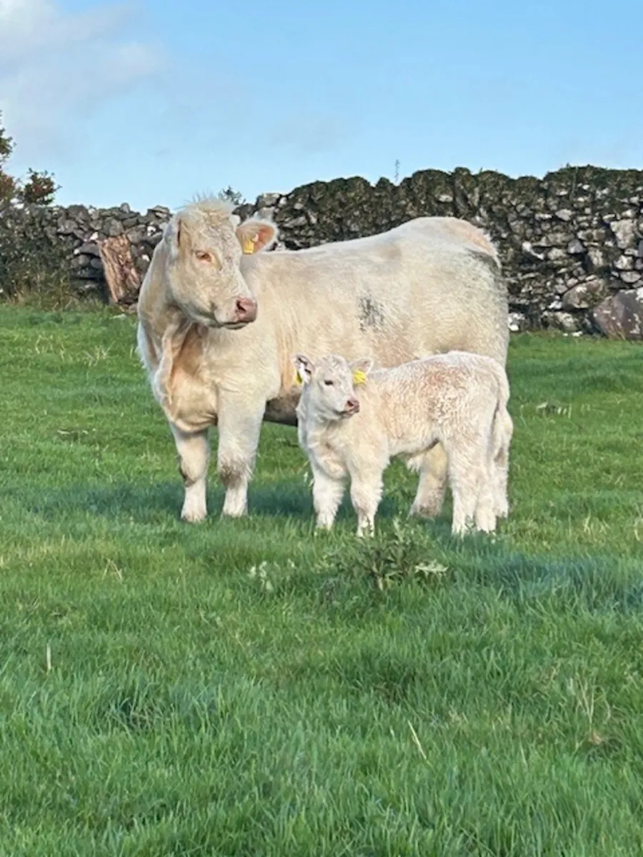 Pedigree Charolais outfit - Image 1