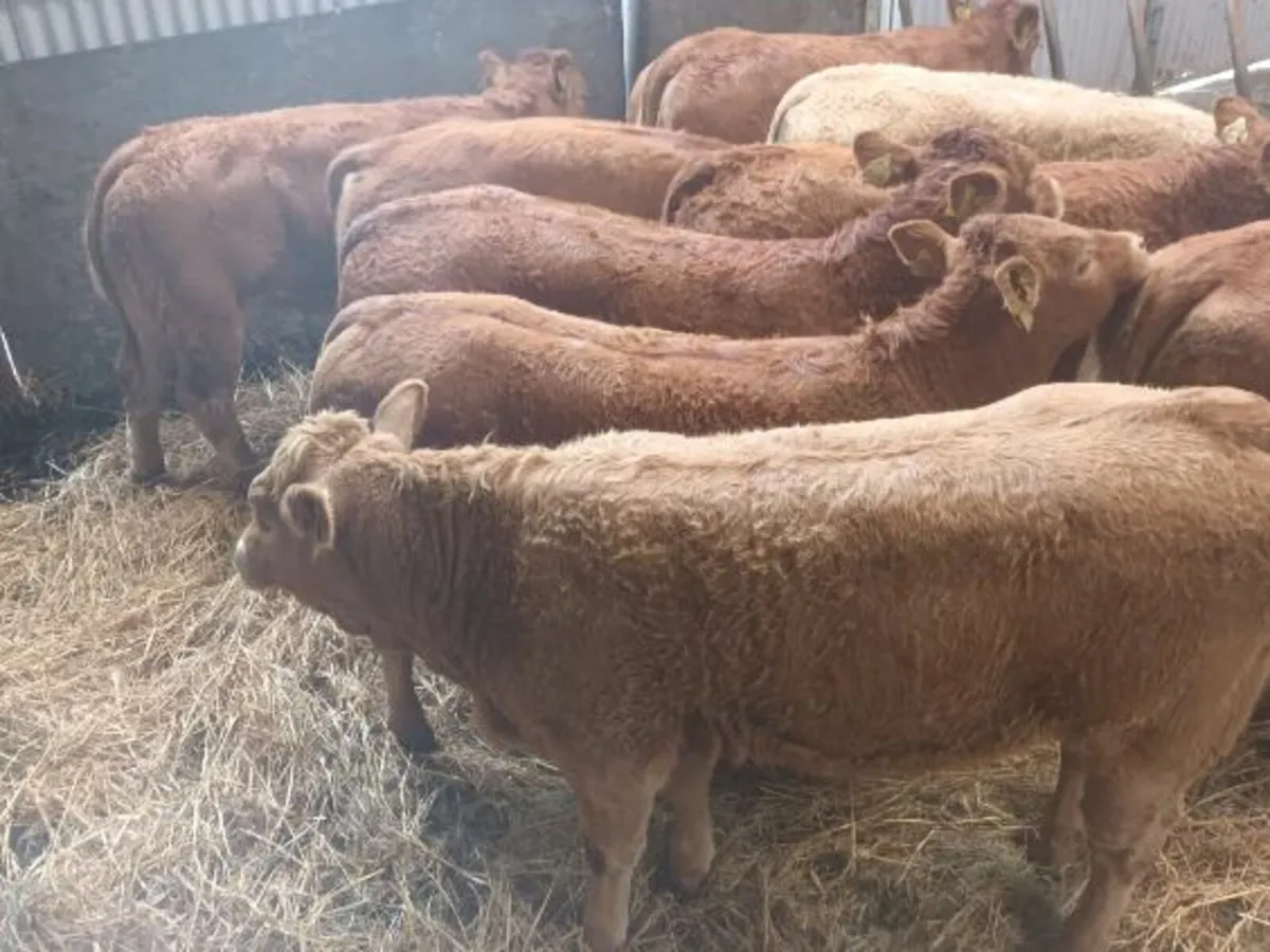 10 Top quality U and R gradeLMX  Heifer's for sale - Image 2