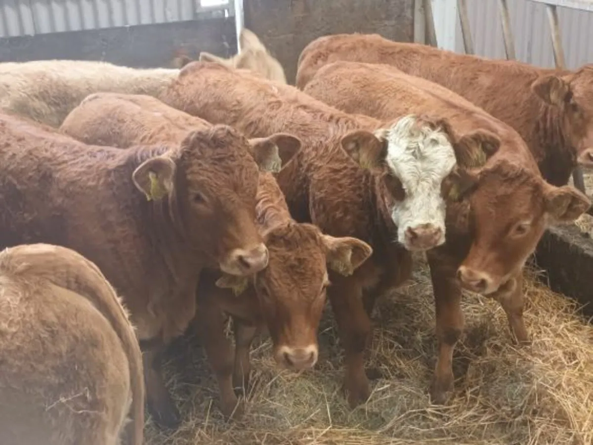 10 Top quality U and R gradeLMX  Heifer's for sale - Image 3
