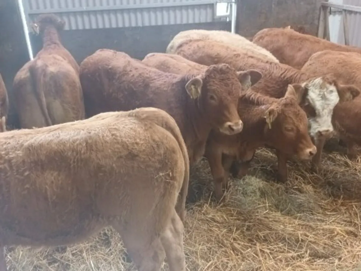 10 Top quality U and R gradeLMX  Heifer's for sale - Image 4
