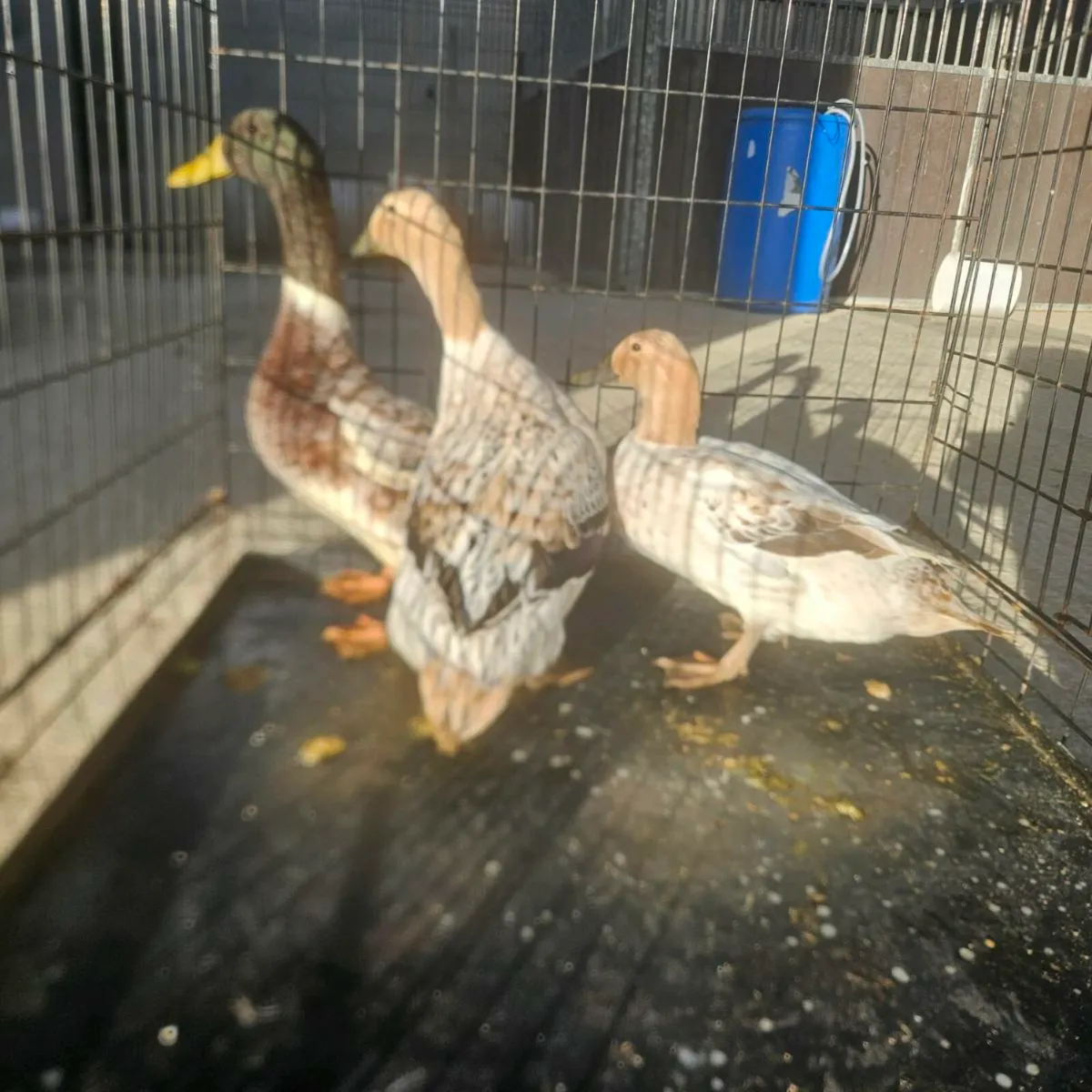 Welsh Harlequin Trio - Image 3