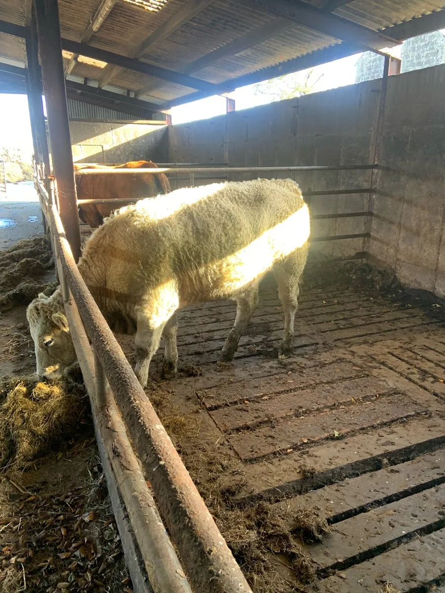 Cheap Charolais cattle - Image 1