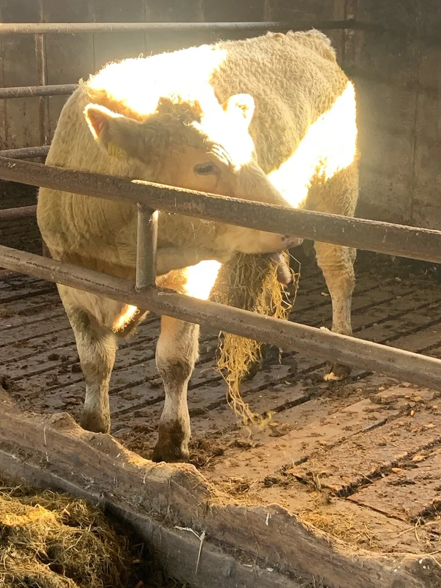 Cheap Charolais cattle - Image 2