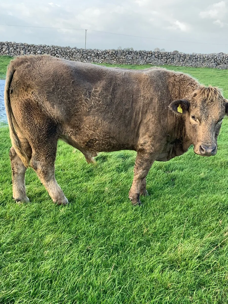 Cheap Charolais cattle - Image 3