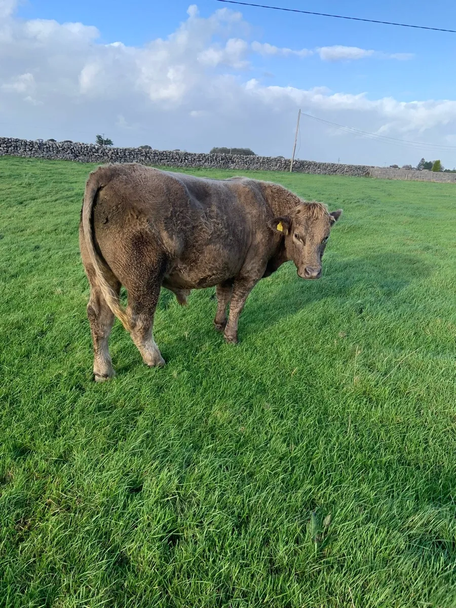 Cheap Charolais cattle - Image 4