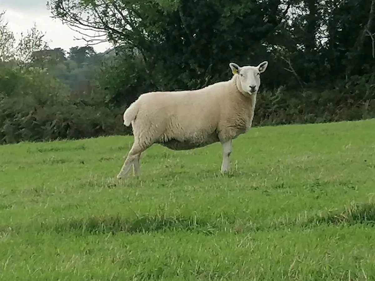 Cheviot Ewes - Image 1