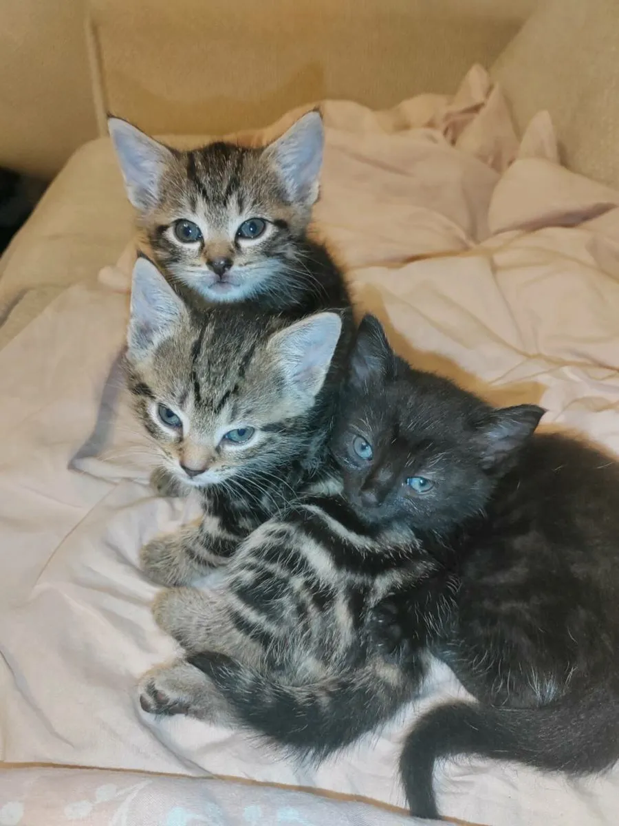 Kittens