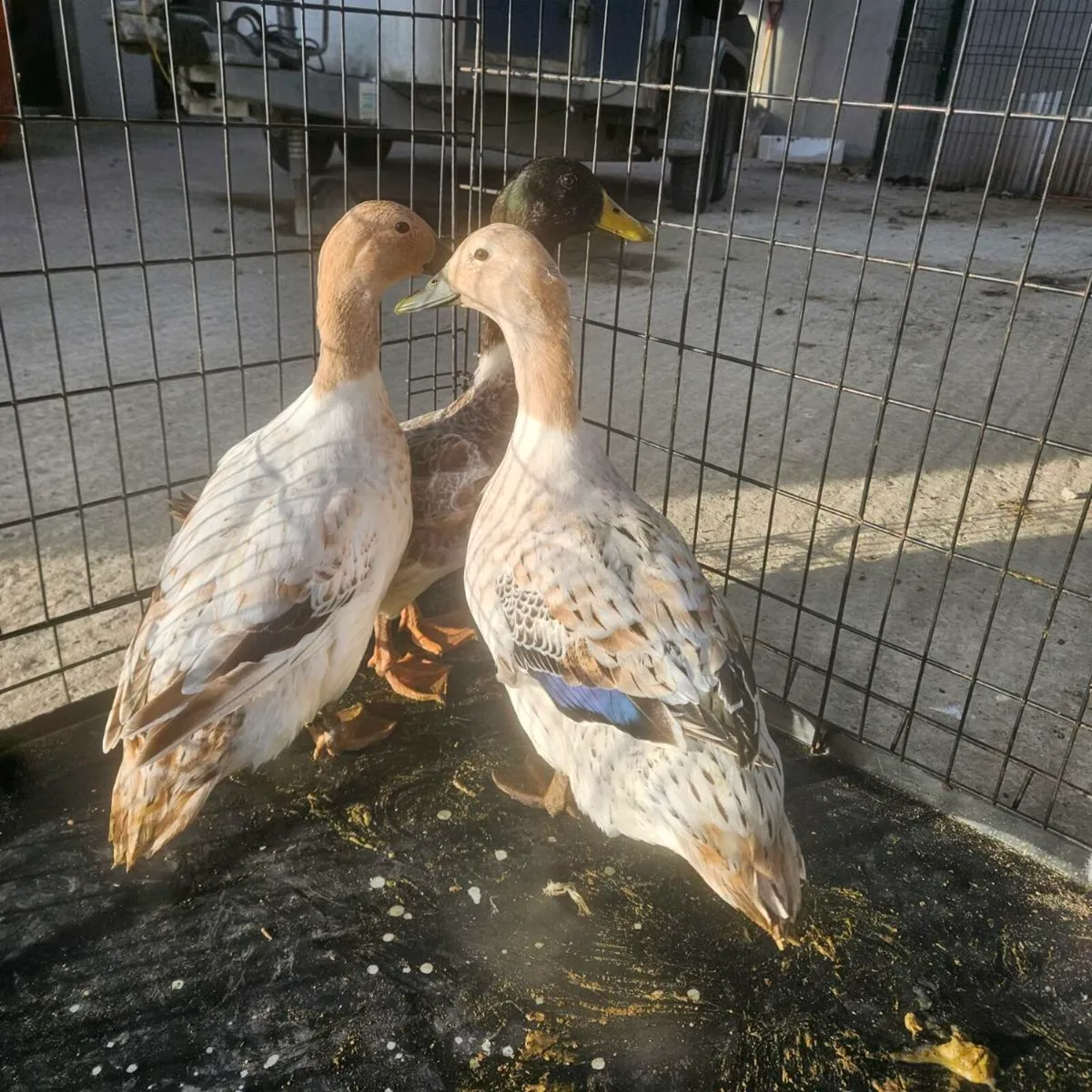 Welsh Harlequin Trio - Image 1