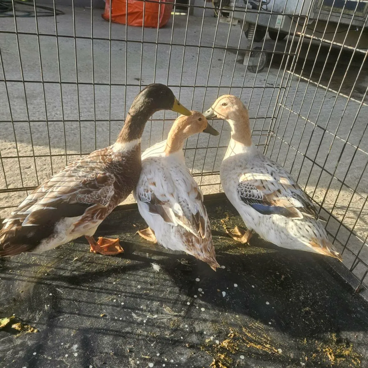 Welsh Harlequin Trio - Image 2