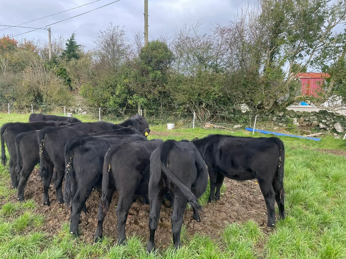 Cattle - Image 2