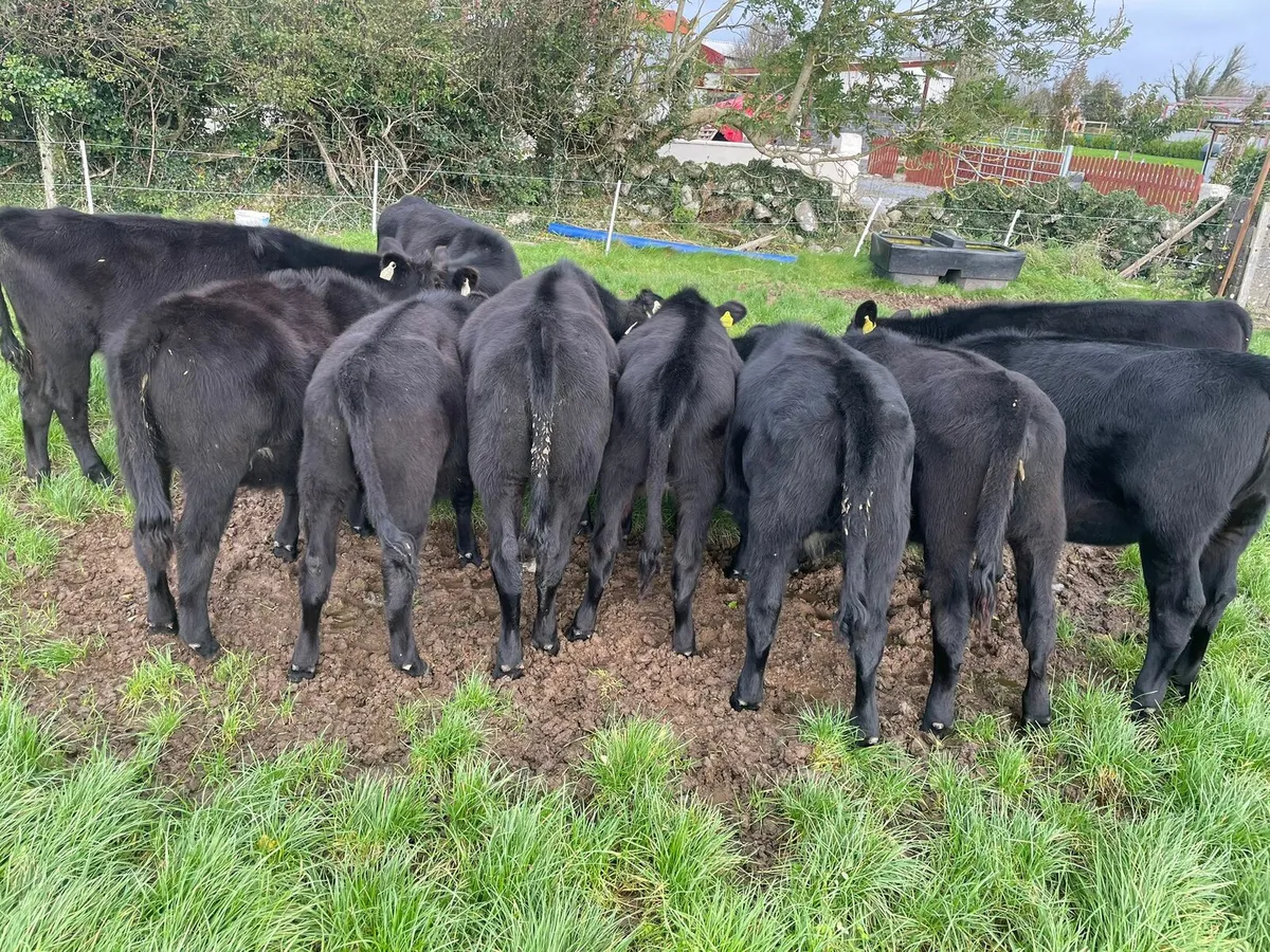 Cattle - Image 1