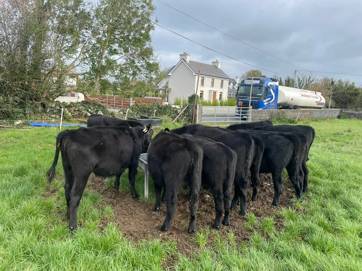 Cattle - Image 3