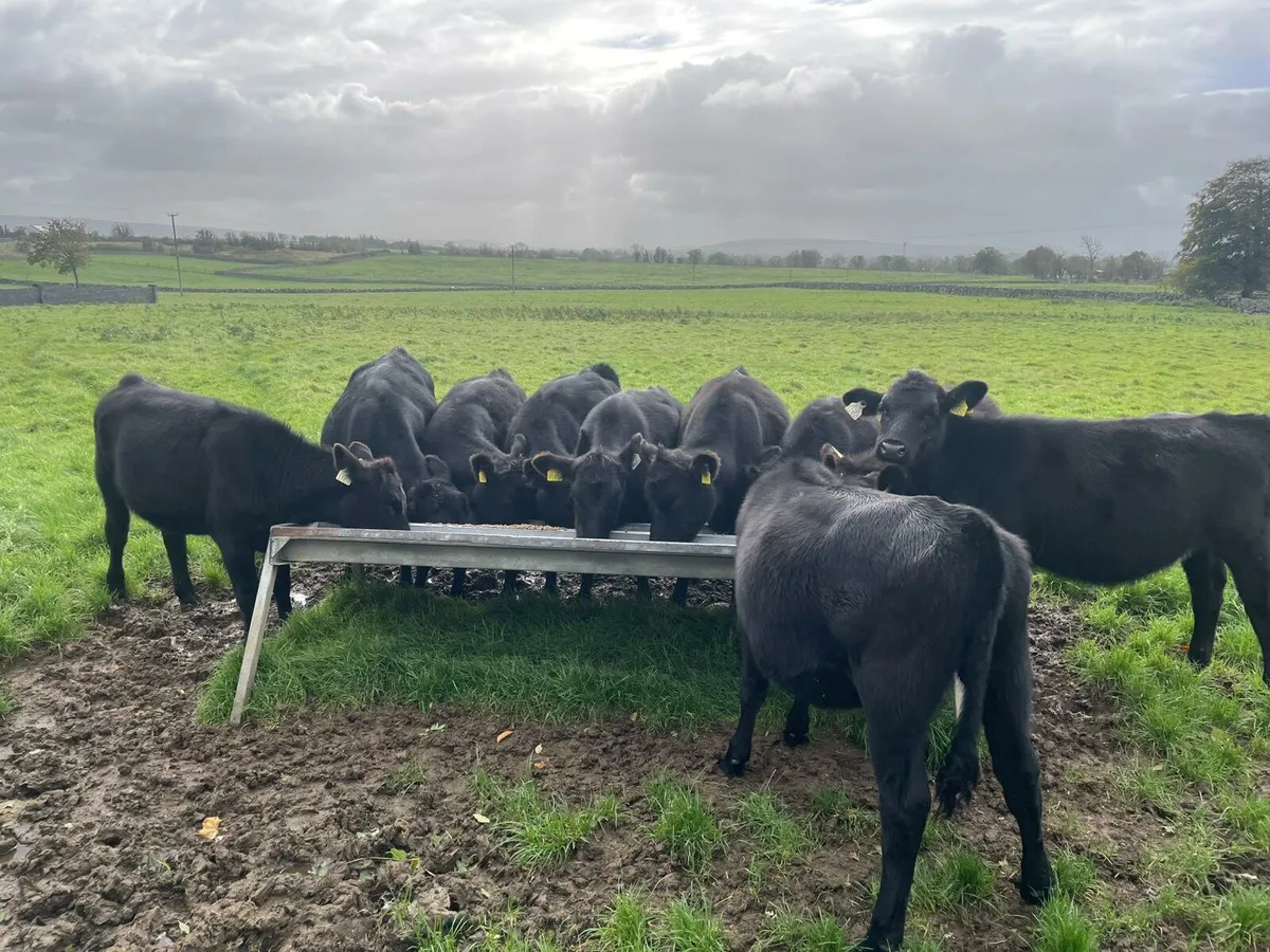 Cattle - Image 4