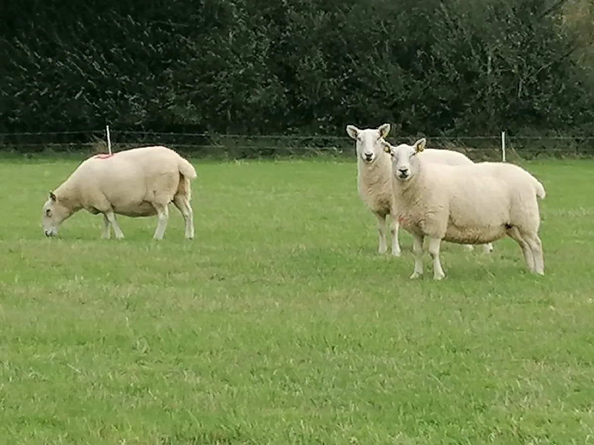 Cheviot Ewes - Image 2