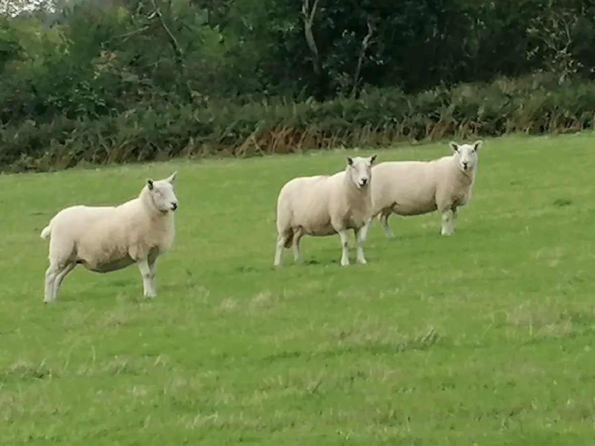 Cheviot Ewes - Image 3