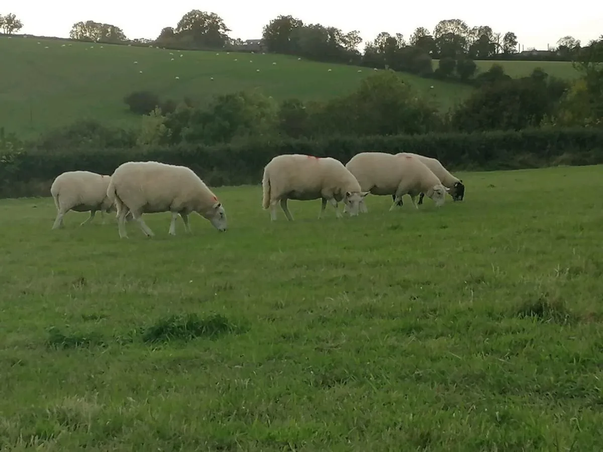 Cheviot Ewes - Image 4