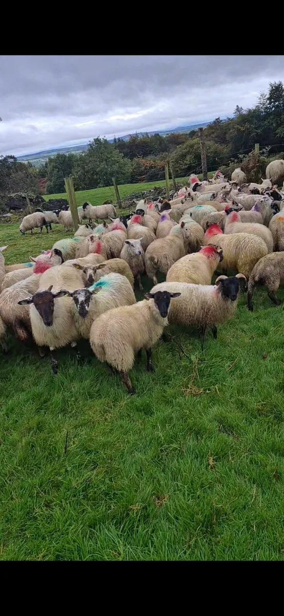 100 ewe lambs