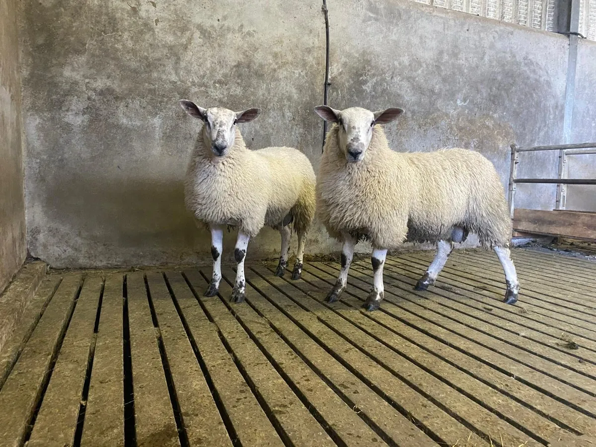 Aberfeild ram lambs - Image 1