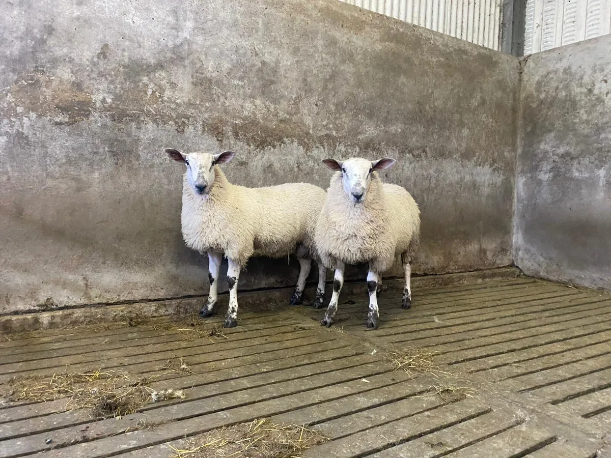 Aberfeild ram lambs - Image 2
