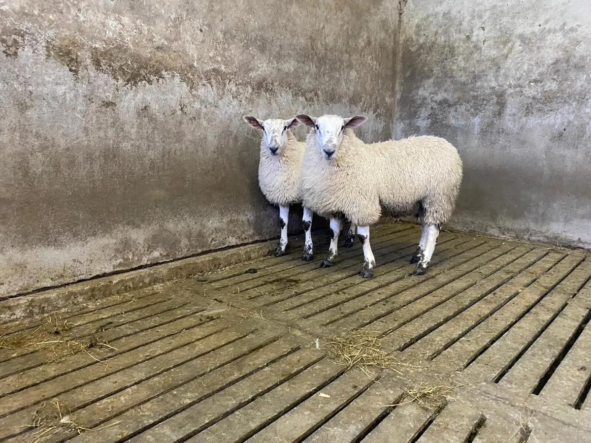 Aberfeild ram lambs - Image 3