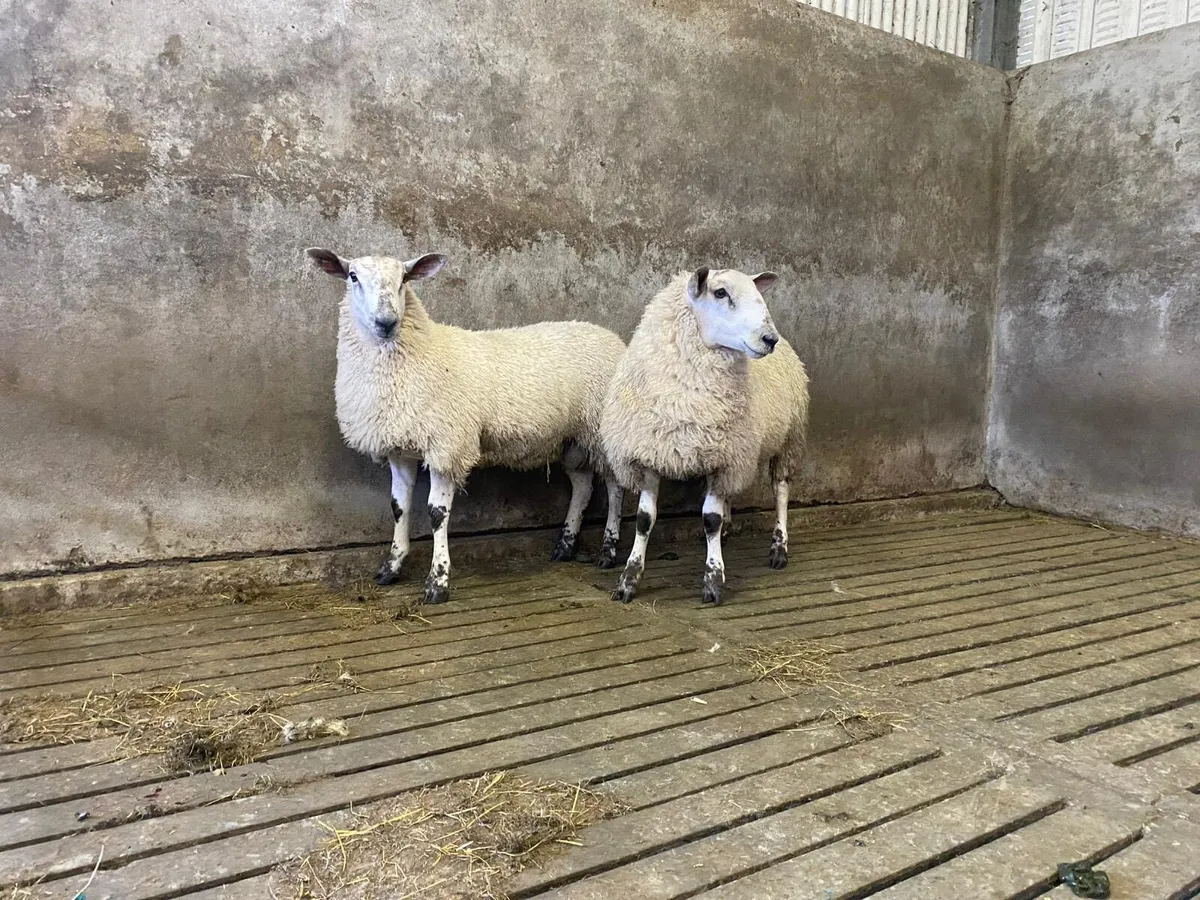Aberfeild ram lambs - Image 4