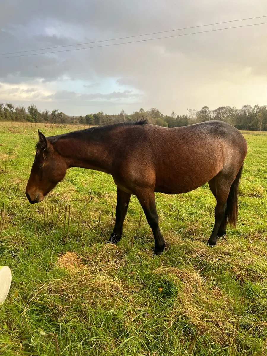 Connemara Roan Gelding NN - Image 3