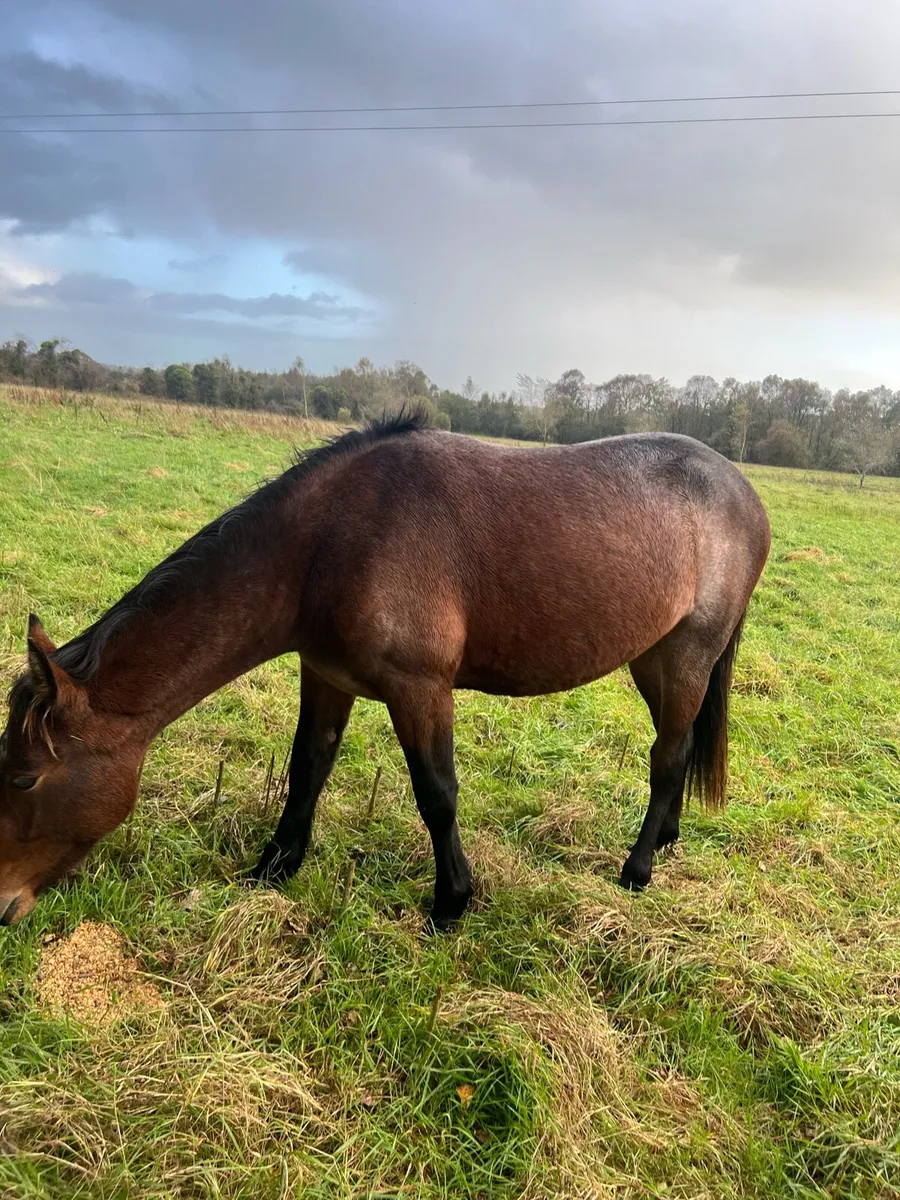 Connemara Roan Gelding NN - Image 1
